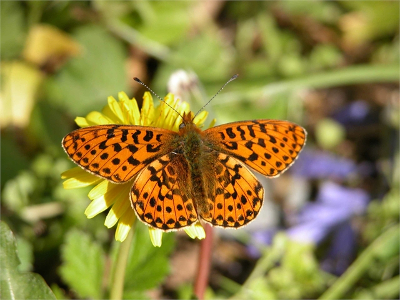 Pearl-bordered Fritillary